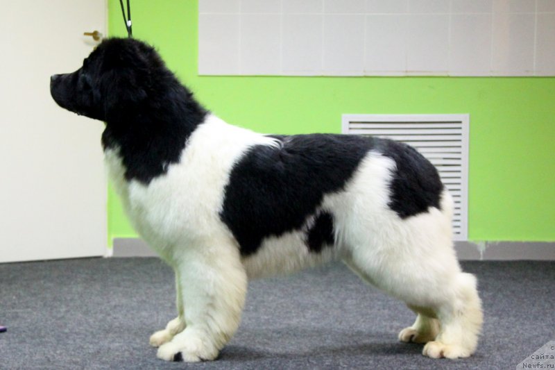 Фото: ньюфаундленд Аквиан Сонг Эстер Лаудер