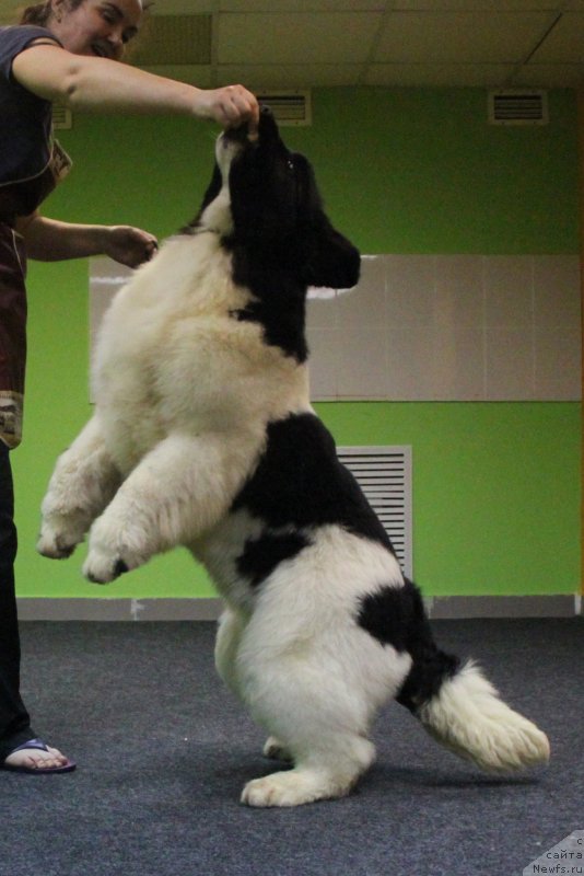 Фото: ньюфаундленд Аквиан Сонг Эстер Лаудер