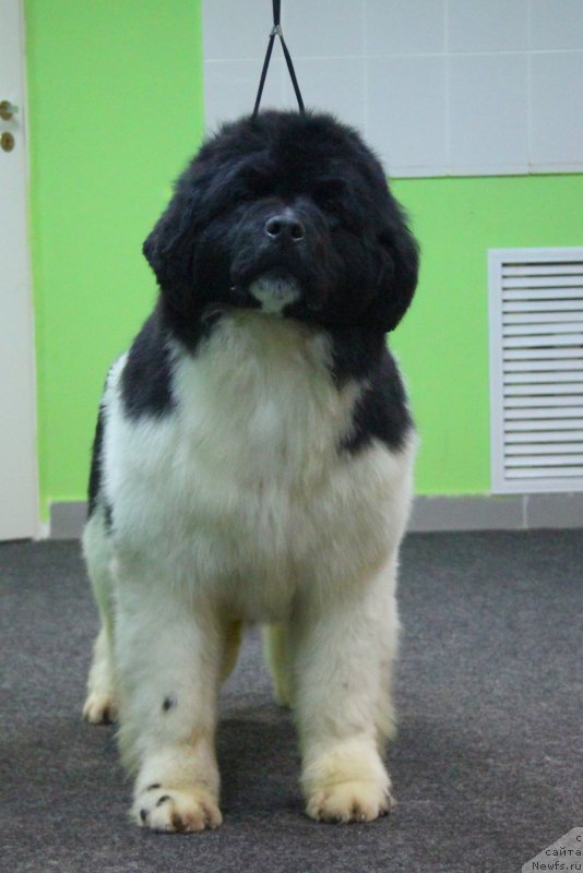 Фото: ньюфаундленд Аквиан Сонг Эстер Лаудер