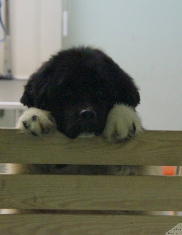 Фото: ньюфаундленд Аквиан Сонг Эстер Лаудер