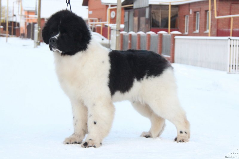 Фото: ньюфаундленд Аквиан Сонг Эндорфин