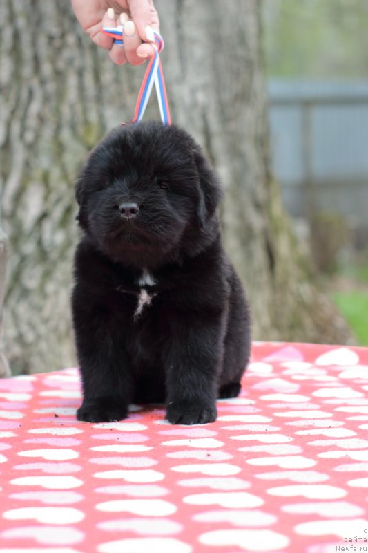 Фото: ньюфаундленд Кей Ту Футуре