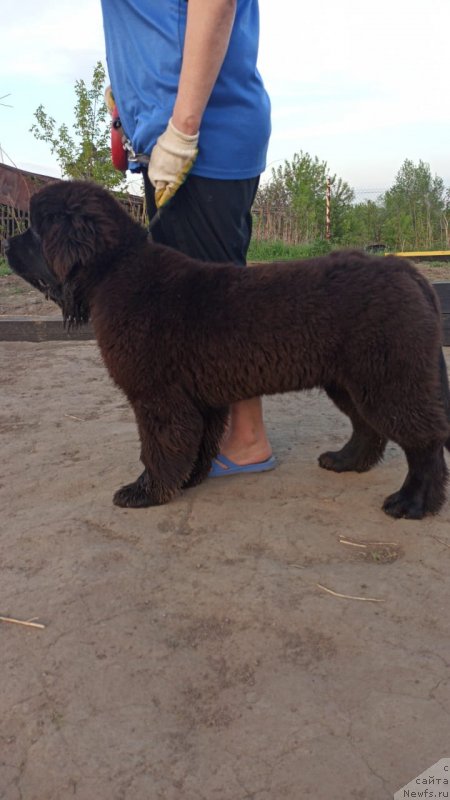 Фото: ньюфаундленд Супер Премиум Гермиона (Super Premium Germiona)