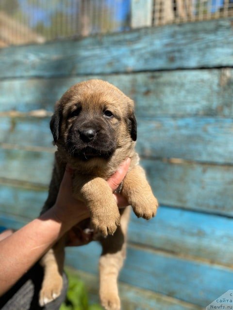 Фотография № 246876