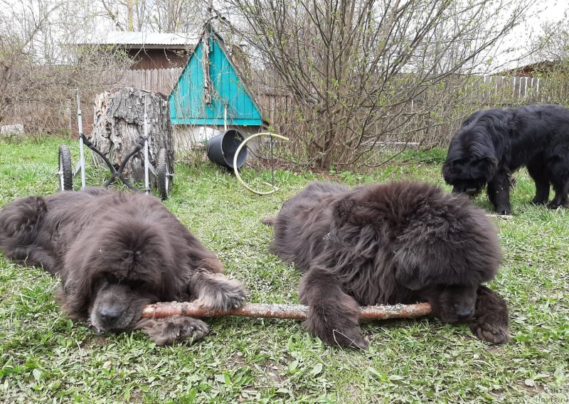 Фото: ньюфаундленд Дюрбахлер Клаб Альфаретта Виньетта, ньюфаундленд Мелти Вейв Марин Тифея (Melty Wave Marine Tifeya), ньюфаундленд Риччи с Берега Дона (Richchi s Berega Dona)