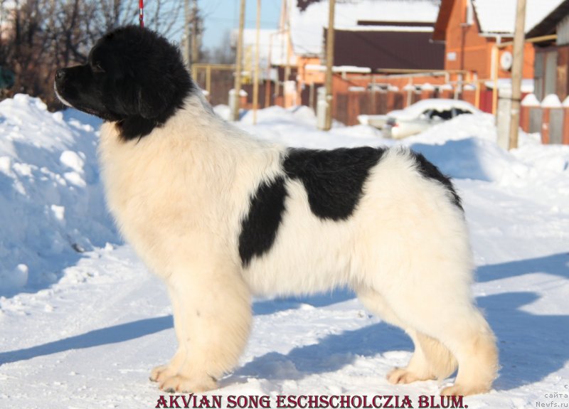 Фото: ньюфаундленд Аквиан Сонг Эшольция Блумс