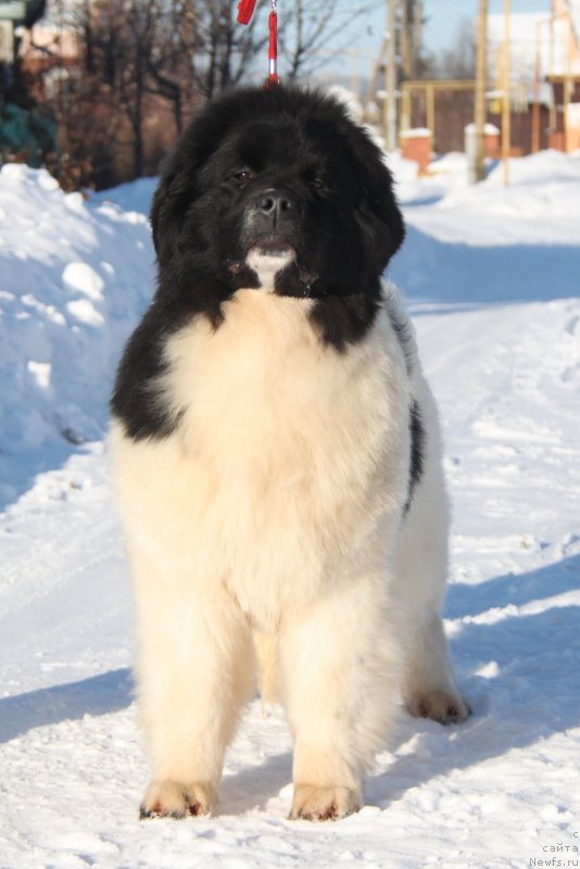 Фото: ньюфаундленд Аквиан Сонг Эшольция Блумс