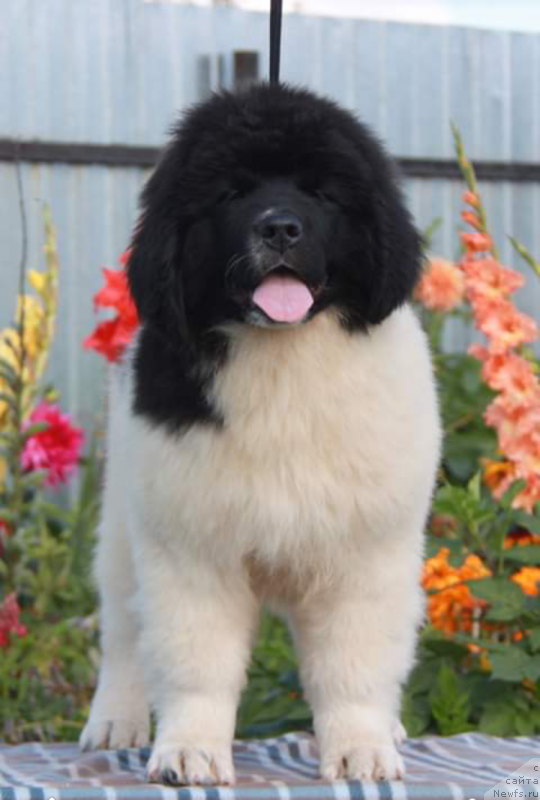 Фото: ньюфаундленд Аквиан Сонг Эшольция Блумс