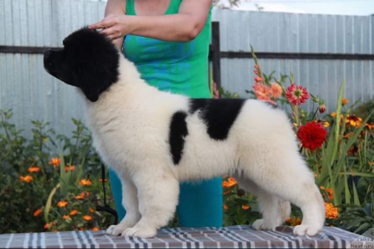 Фото: ньюфаундленд Аквиан Сонг Эшольция Блумс