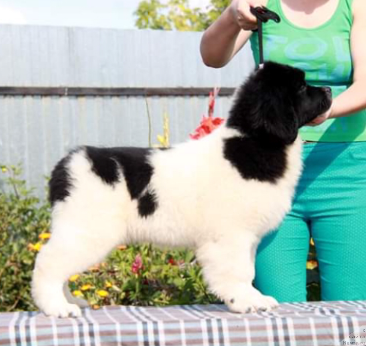 Фото: ньюфаундленд Аквиан Сонг Эшольция Блумс