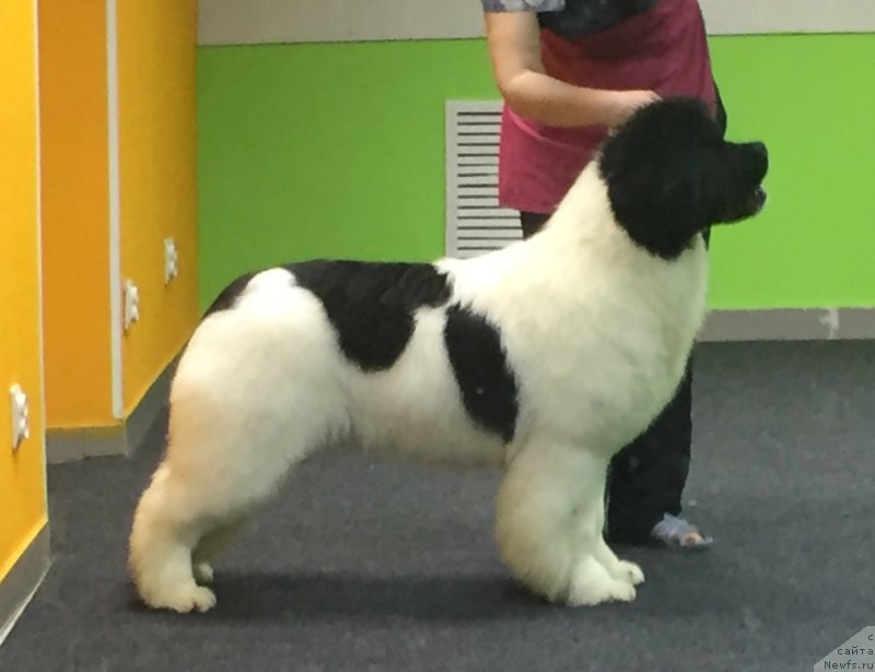 Фото: ньюфаундленд Аквиан Сонг Эшольция Блумс