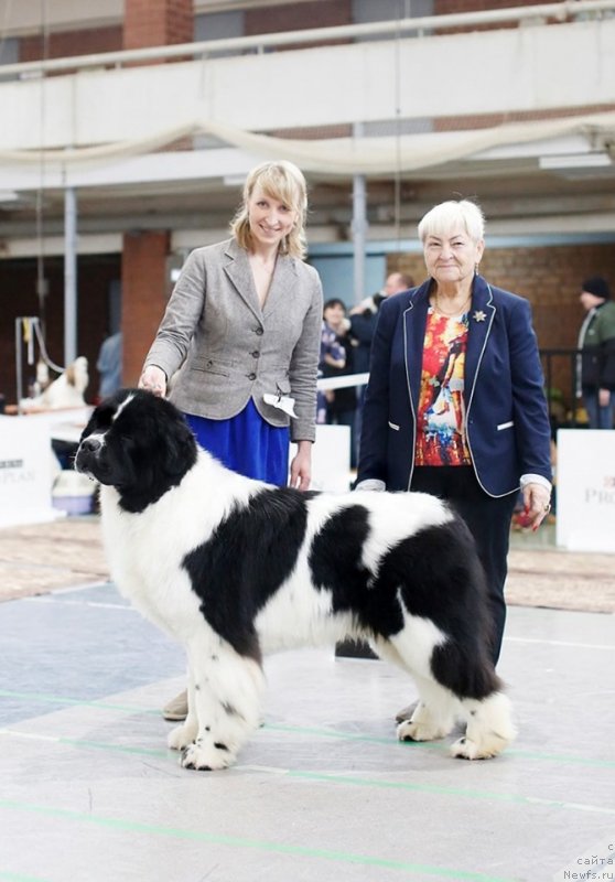 Фото: ньюфаундленд Oukaya Forever Noix-de-Coco