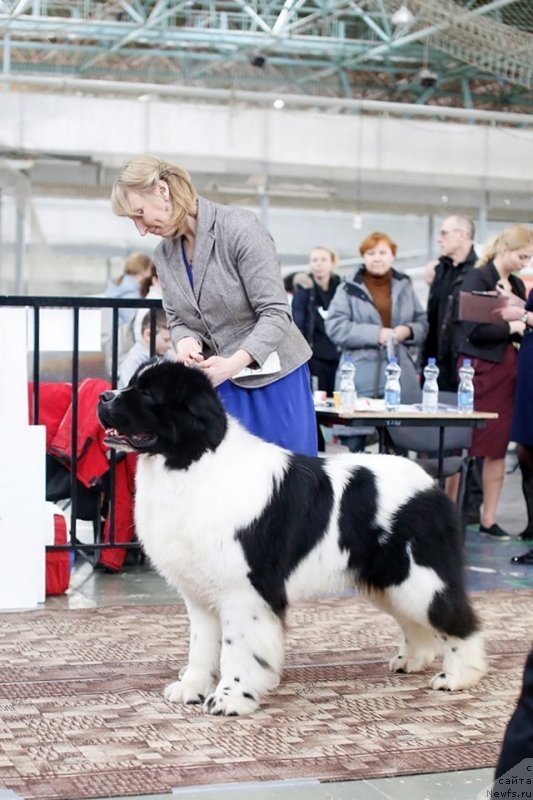 Фото: ньюфаундленд Oukaya Forever Noix-de-Coco