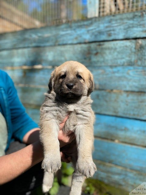 Фотография № 246900