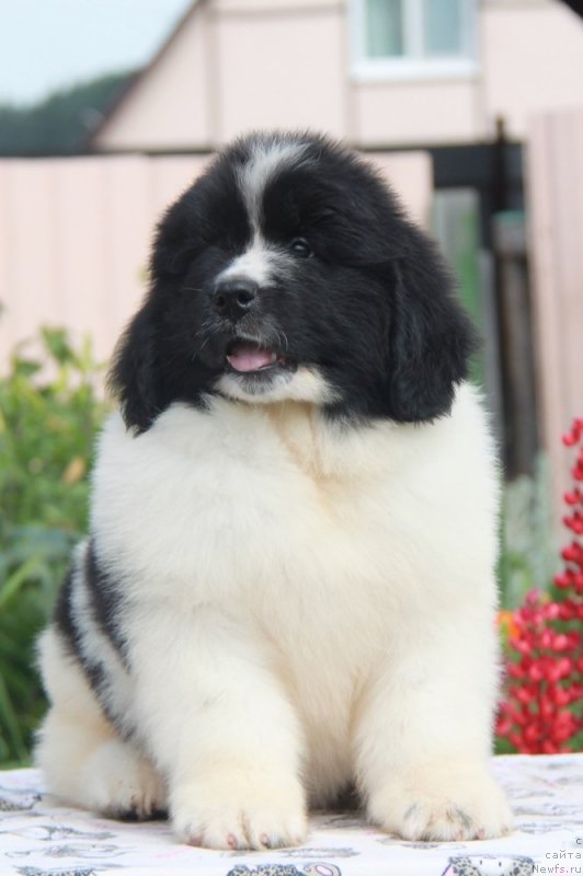 Фото: ньюфаундленд Аквиан Сонг Эндорфин