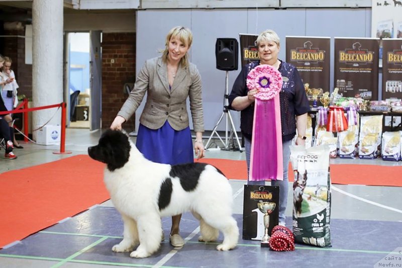 Фото: ньюфаундленд Аквиан Сонг Эшольция Блумс