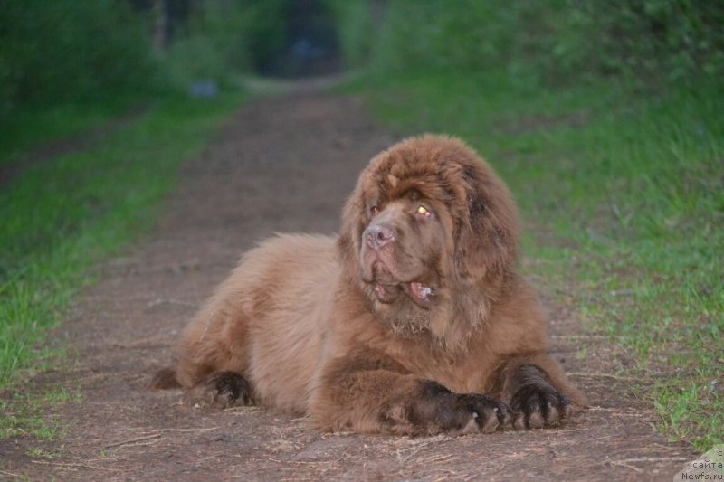 Фото: ньюфаундленд Собер-Оаш Никсон для Вятского Медведя