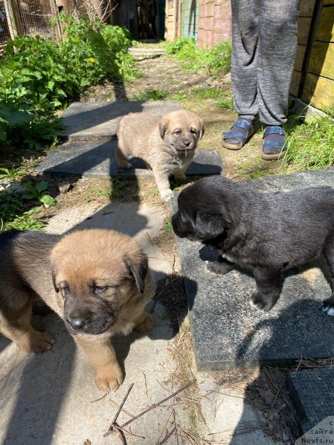 Фотография № 246923