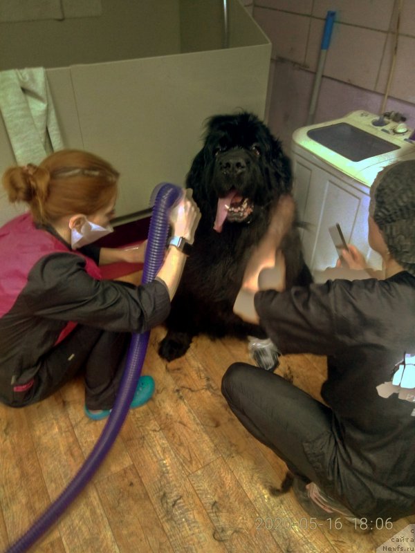 Фото: ньюфаундленд Угрюм Река Из Тихого Омута (Ugryum Reka iz Tihogo Omuta)