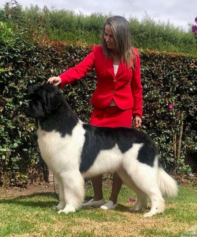 Фото: ньюфаундленд Super premium Bailey