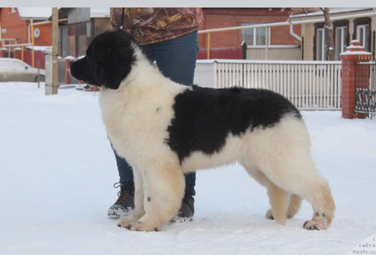 Фото: ньюфаундленд Аквиан Сонг Эндорфин