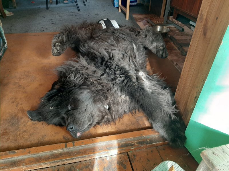 Фотография № 246936