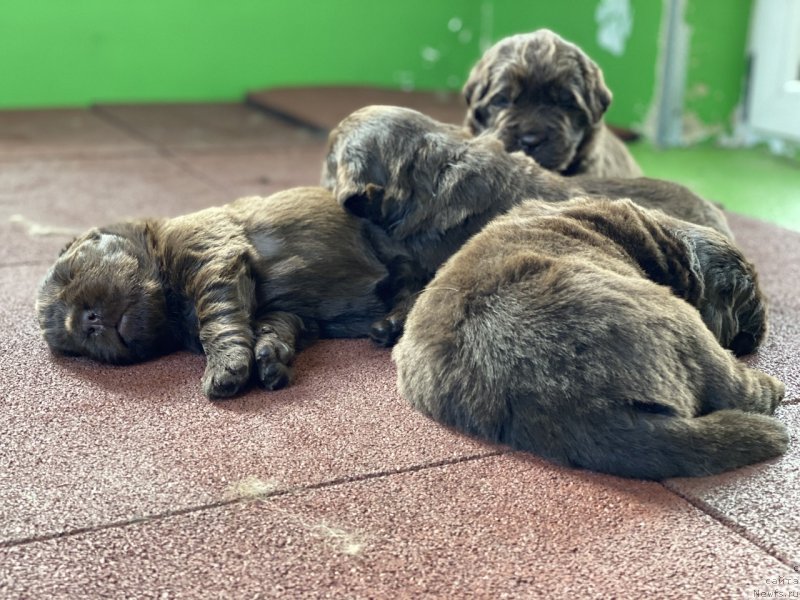 Фото: ньюфаундленд Aquatoriya Kelvin New Happiness