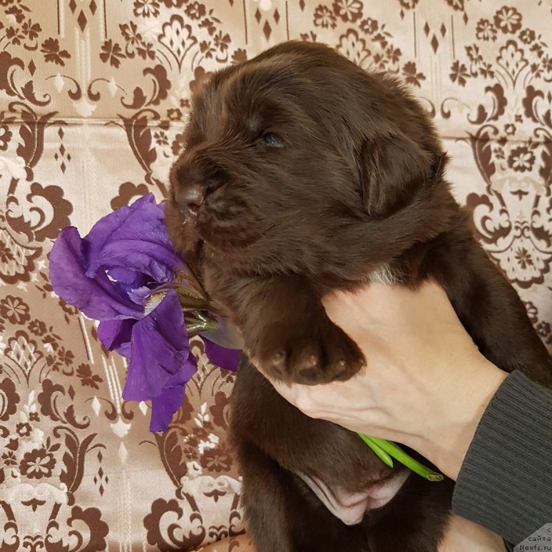 Фото: ньюфаундленд Черный Балу Евита Леона