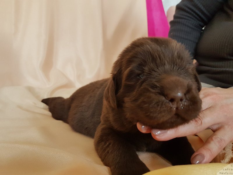 Фото: ньюфаундленд Черный Балу Евита Леона