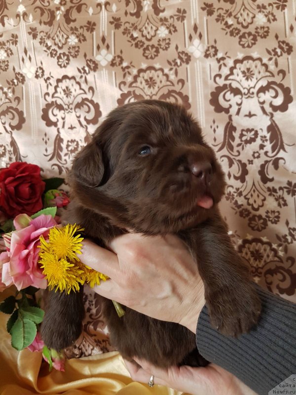 Фото: ньюфаундленд Черный Балу Евита Леона