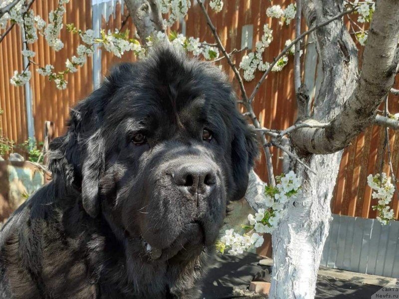 Фото: ньюфаундленд Черный Балу Мирослава (Cherniy Balu Miroslava)