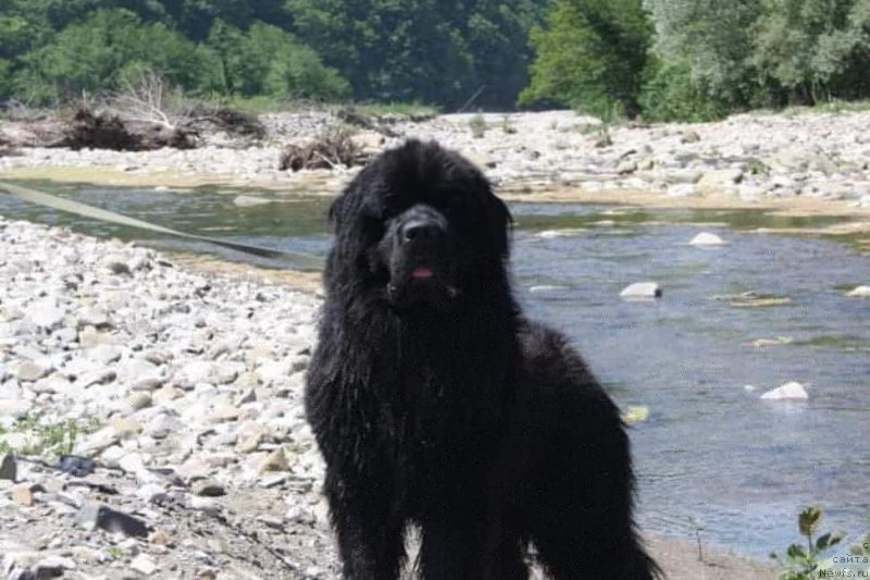 Фото: ньюфаундленд Терра Виктория Омниа Винсент Амор