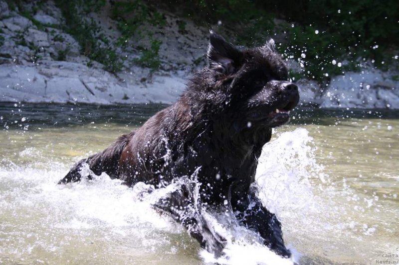 Фото: ньюфаундленд Терра Виктория Омниа Винсент Амор