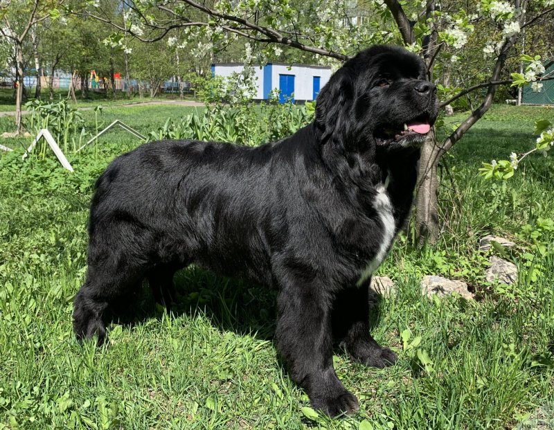 Фото: ньюфаундленд Элис Блюз Перфект Панда (Alis Blues Perfect Panda)