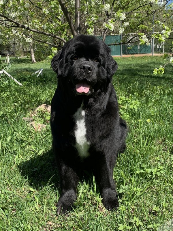 Фото: ньюфаундленд Элис Блюз Перфект Панда (Alis Blues Perfect Panda)