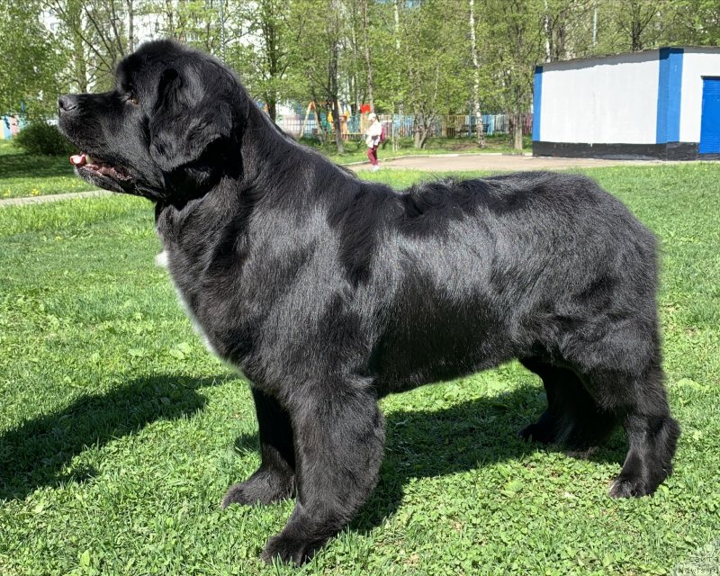 Фото: ньюфаундленд Элис Блюз Перфект Панда (Alis Blues Perfect Panda)