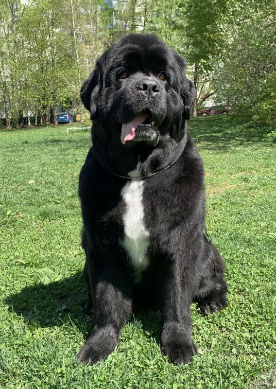 Фото: ньюфаундленд Элис Блюз Перфект Панда (Alis Blues Perfect Panda)