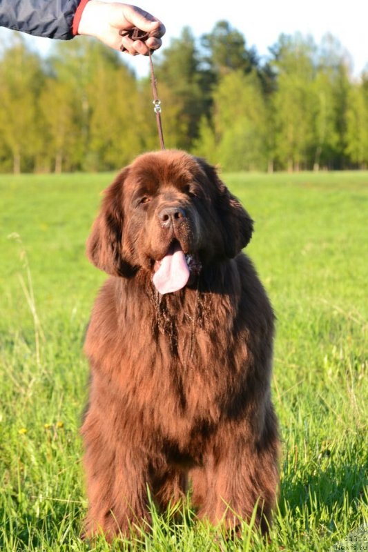 Фото: ньюфаундленд Ханни для Вятских Медведей (Hanni dlya Vyatskikh Medvedey)