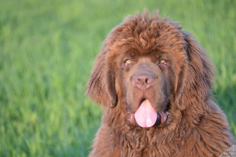 Фото: ньюфаундленд Собер-Оаш Никсон для Вятского Медведя