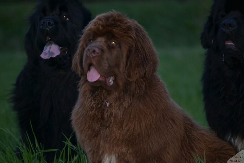Фото: ньюфаундленд Собер-Оаш Никсон для Вятского Медведя