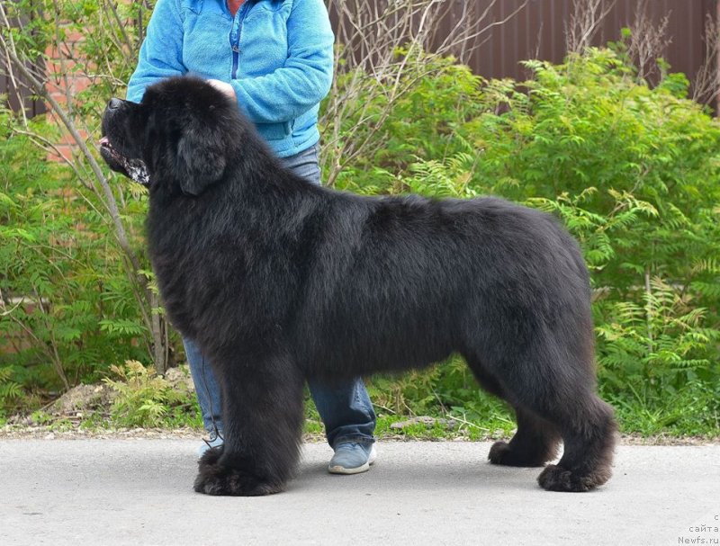 Фото: ньюфаундленд Сент Джонс Эври Боди Дансе (Sent Djons Everybody Danse)