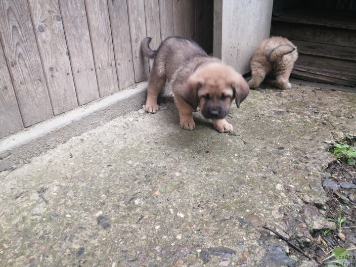 Фотография № 246974