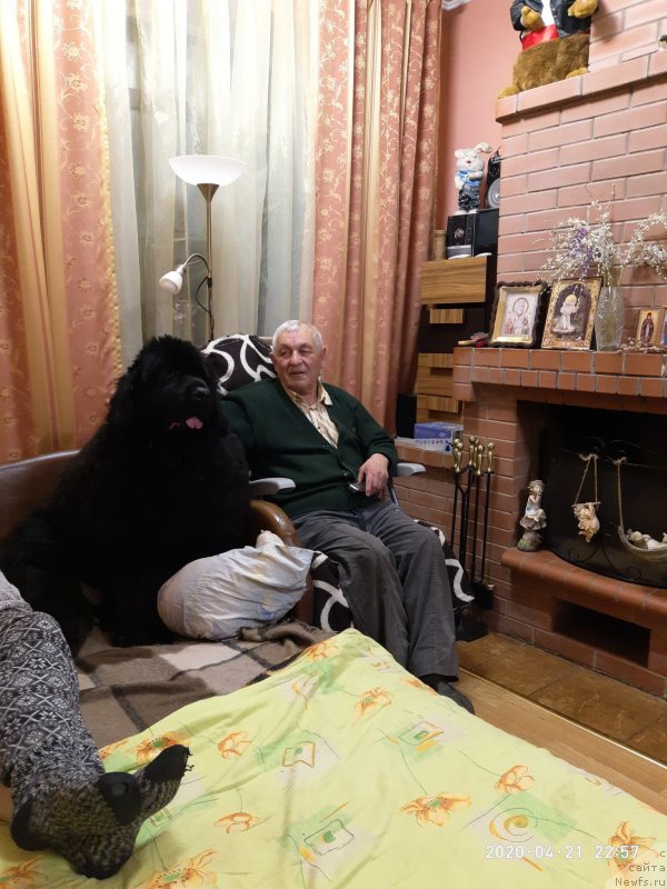 Фото: ньюфаундленд Сазерленд Марни Лаудер