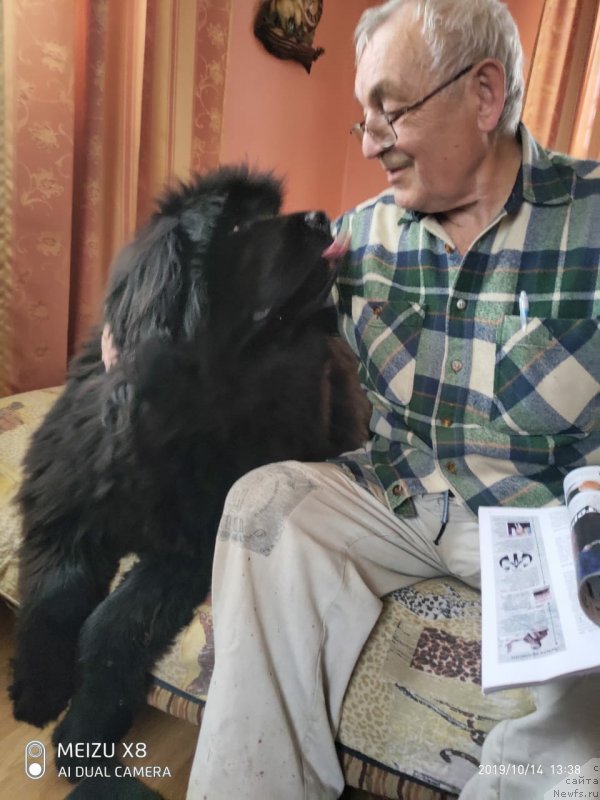 Фото: ньюфаундленд Сазерленд Марни Лаудер