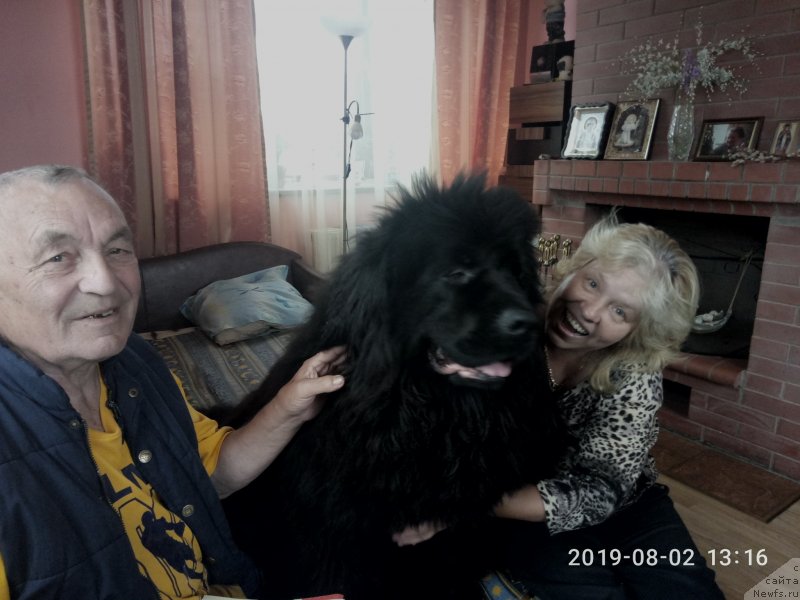 Фото: ньюфаундленд Сазерленд Марни Лаудер