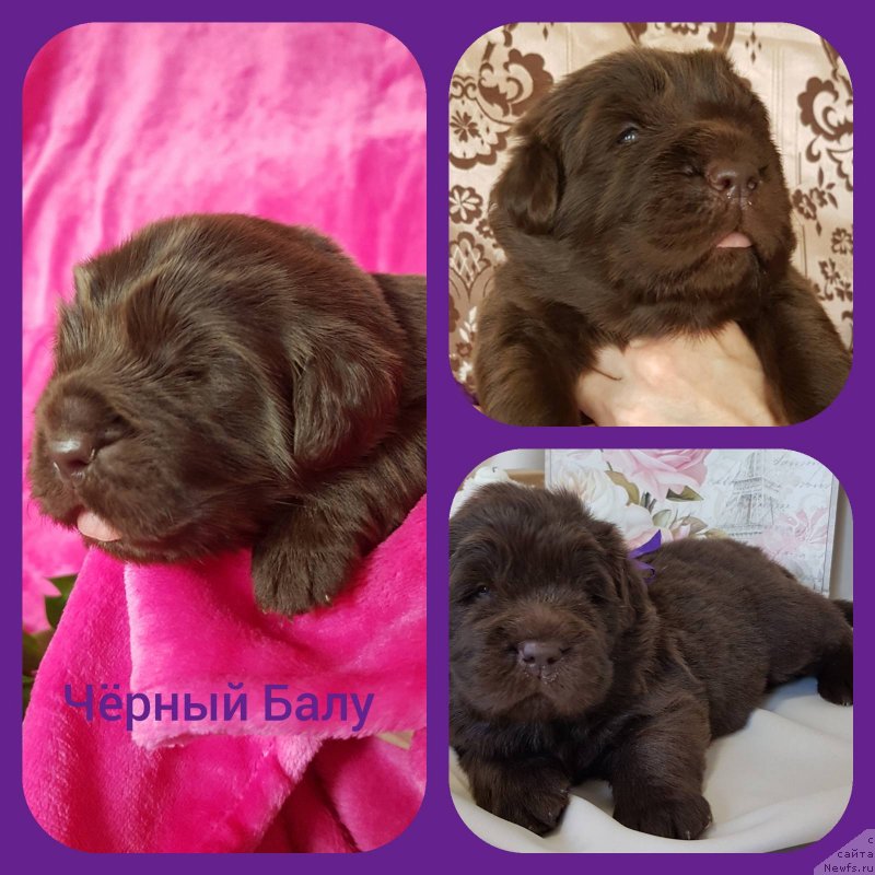 Фотография № 246991