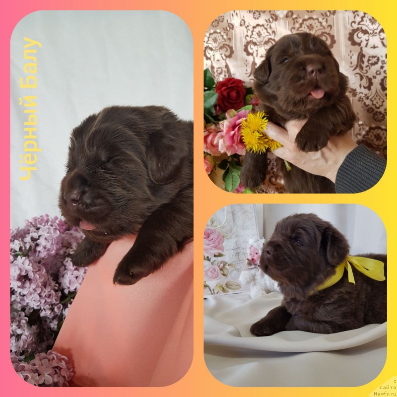 Фотография № 246992