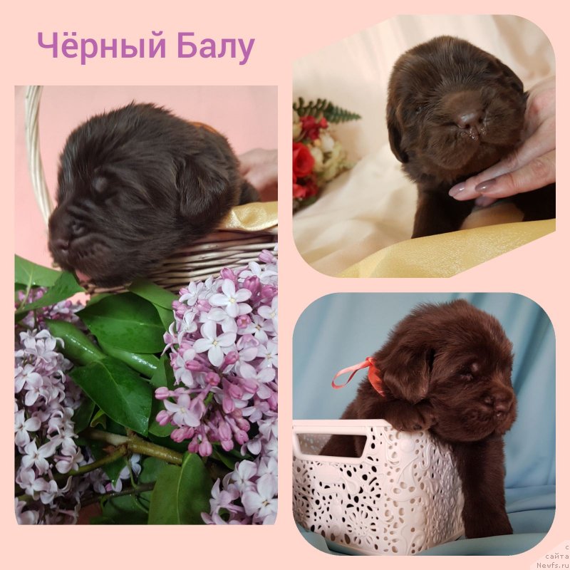 Фотография № 246993