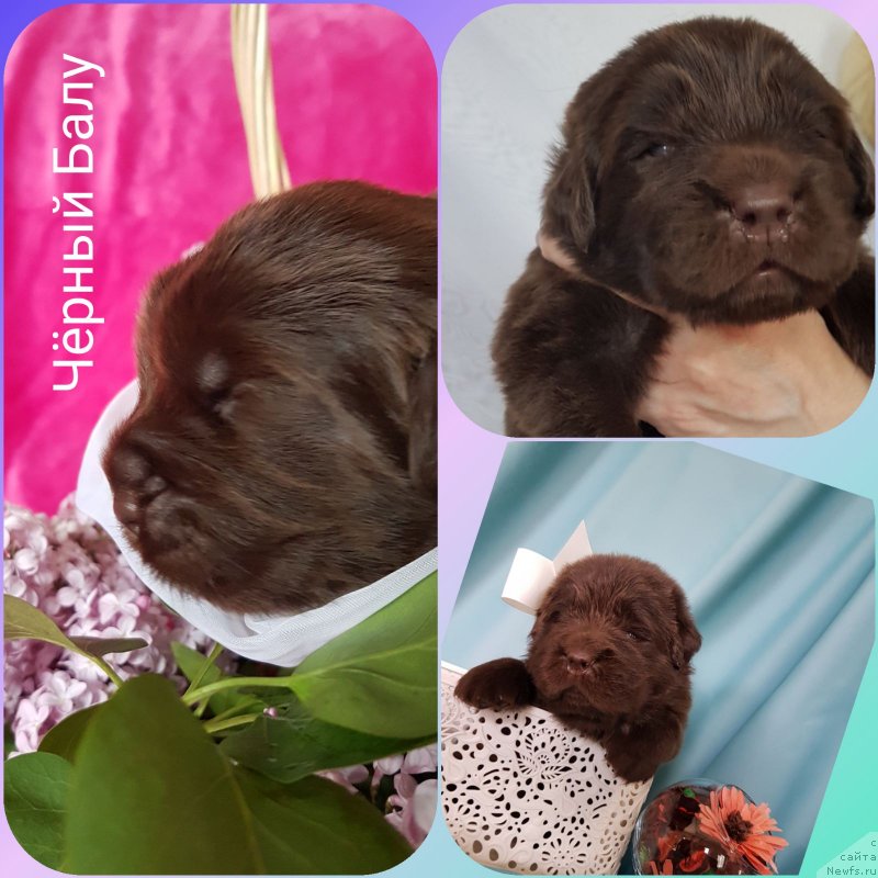 Фотография № 246994