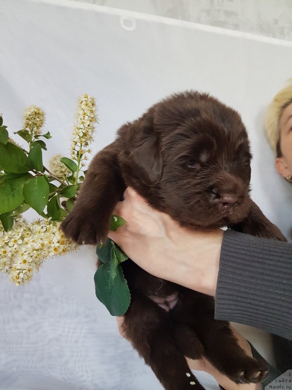 Фото: ньюфаундленд Черный Балу Евита Леона